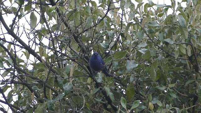 Tit-like Dacnis - ML217983271