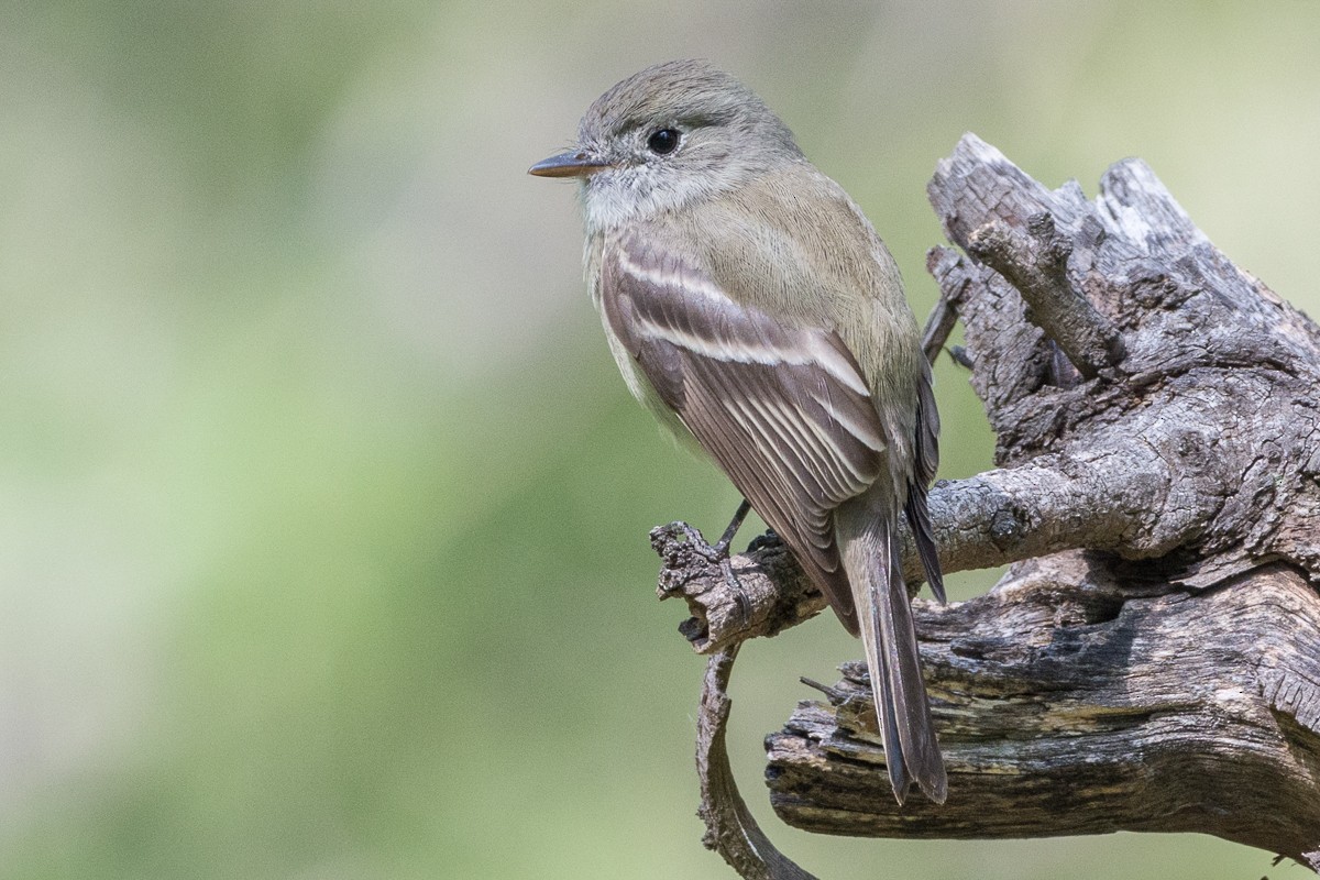 Hammond's Flycatcher - ML217983301