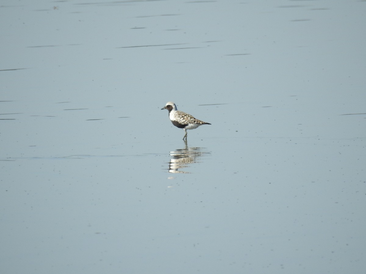 Black-bellied Plover - ML217983401