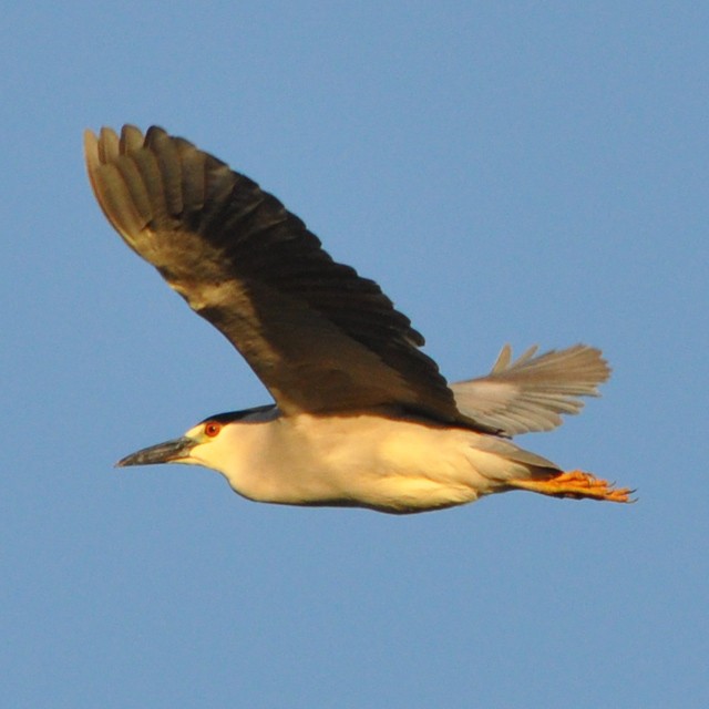 Black-crowned Night Heron - ML217984001