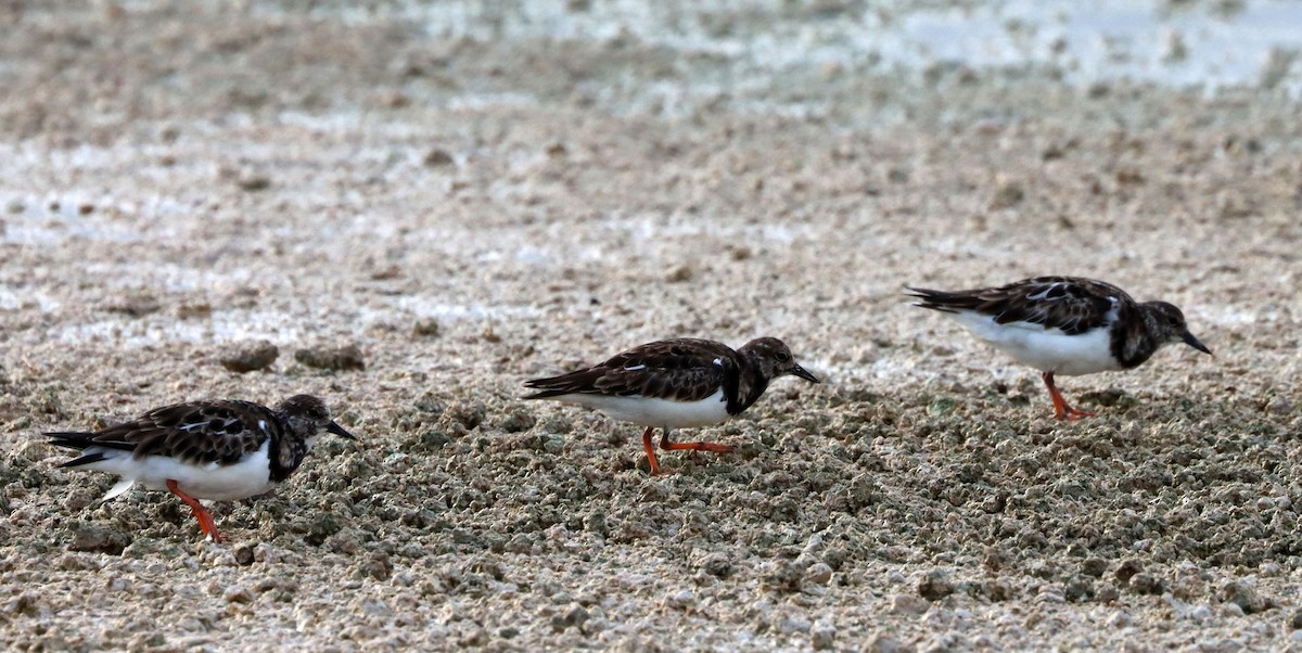 Ruddy Turnstone - Stefan Mutchnick