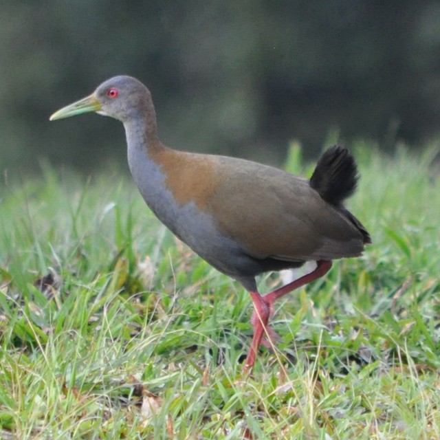 Slaty-breasted Wood-Rail - Andrés Cecconi