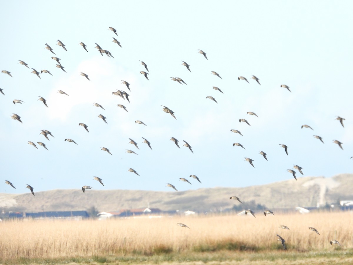 Dunlin - Martin Rheinheimer