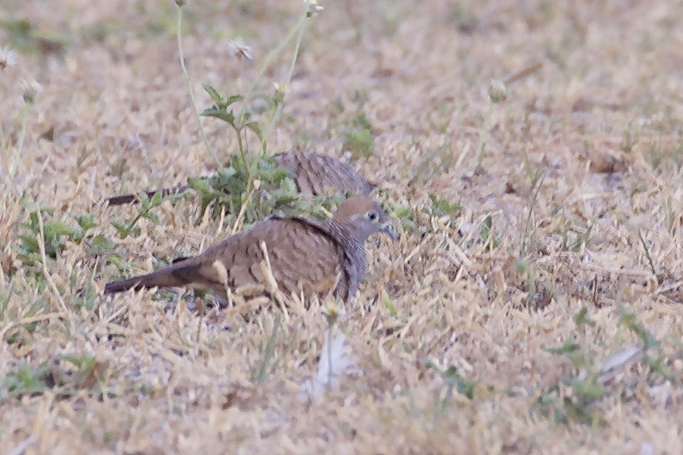 Zebra Dove - ML217989591