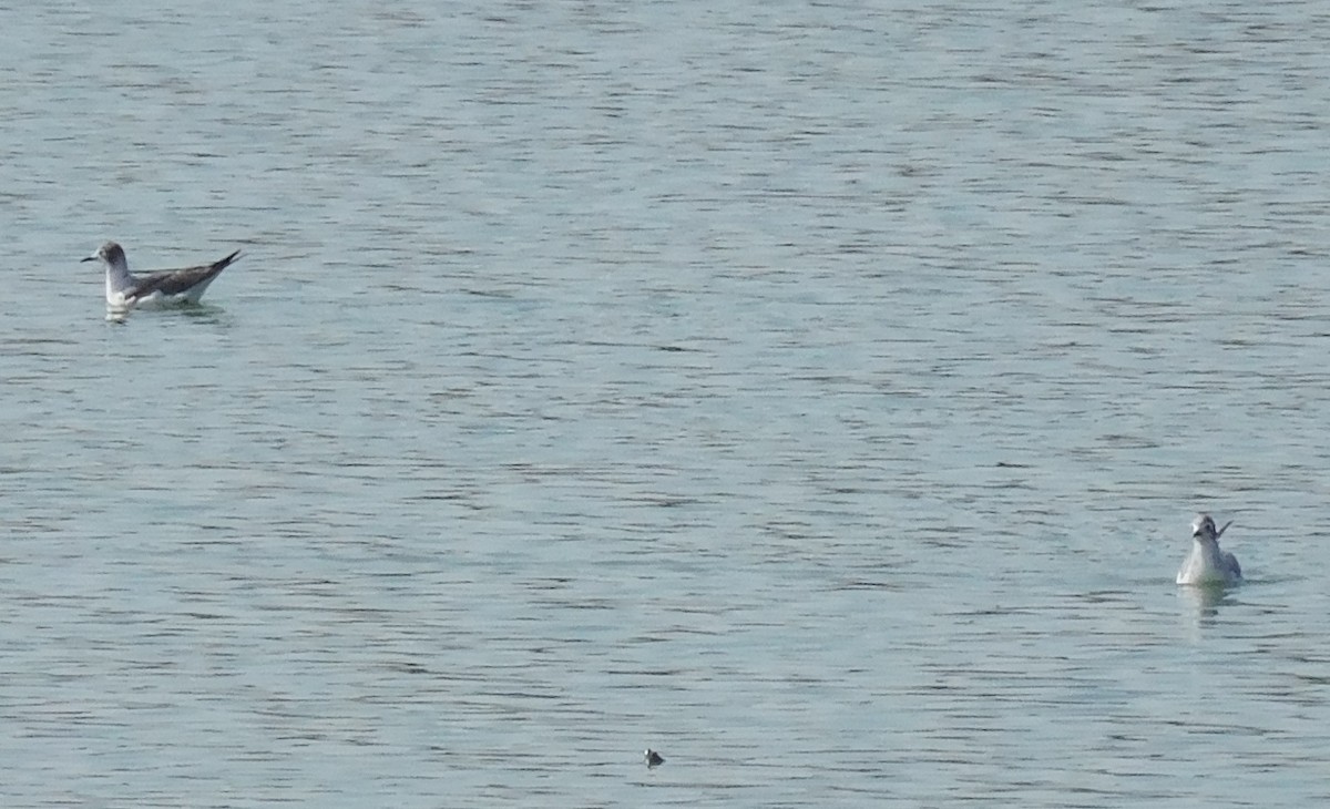 Franklin's Gull - ML21798981