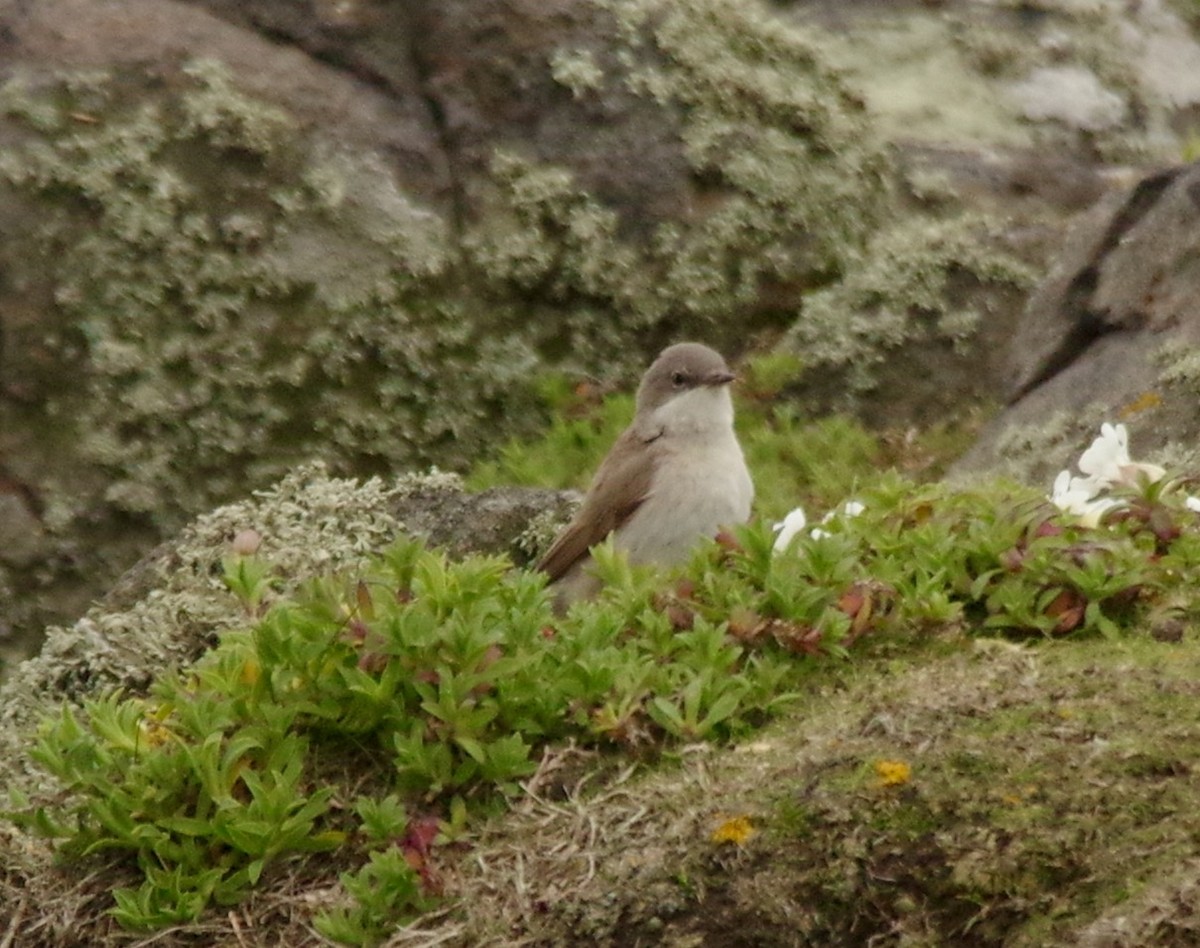 Lesser Whitethroat (Lesser) - Ryan Fuller