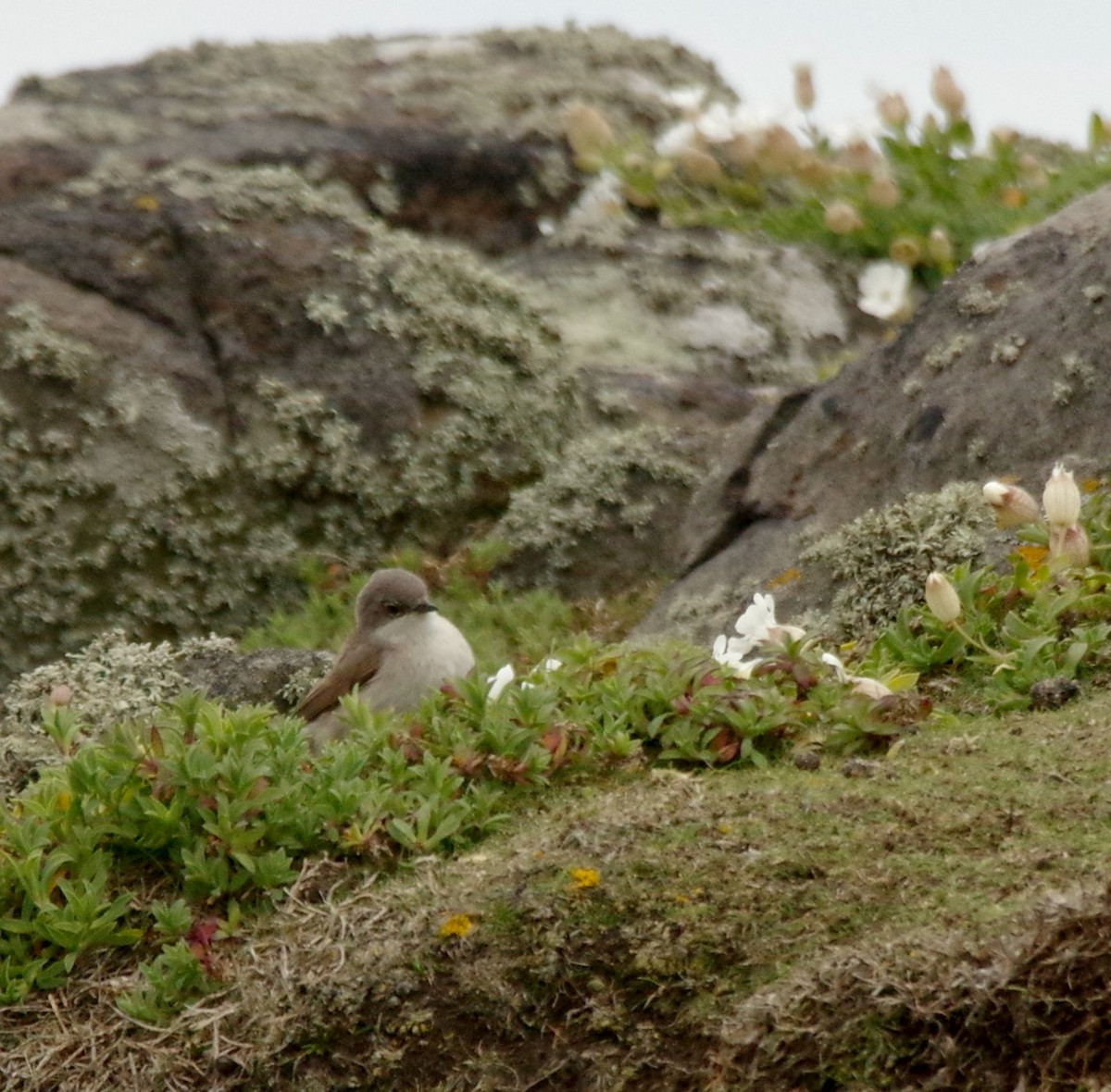 Lesser Whitethroat (Lesser) - Ryan Fuller