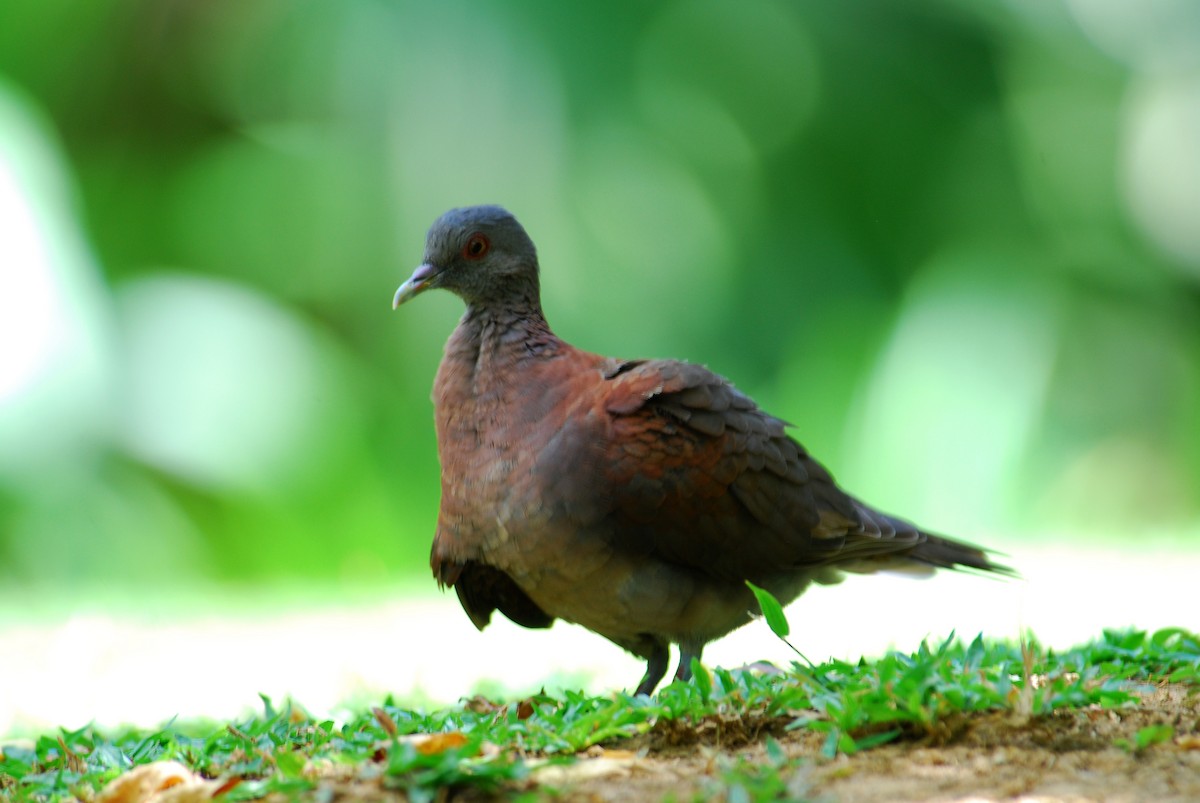 Malagasy Turtle-Dove - ML217990601