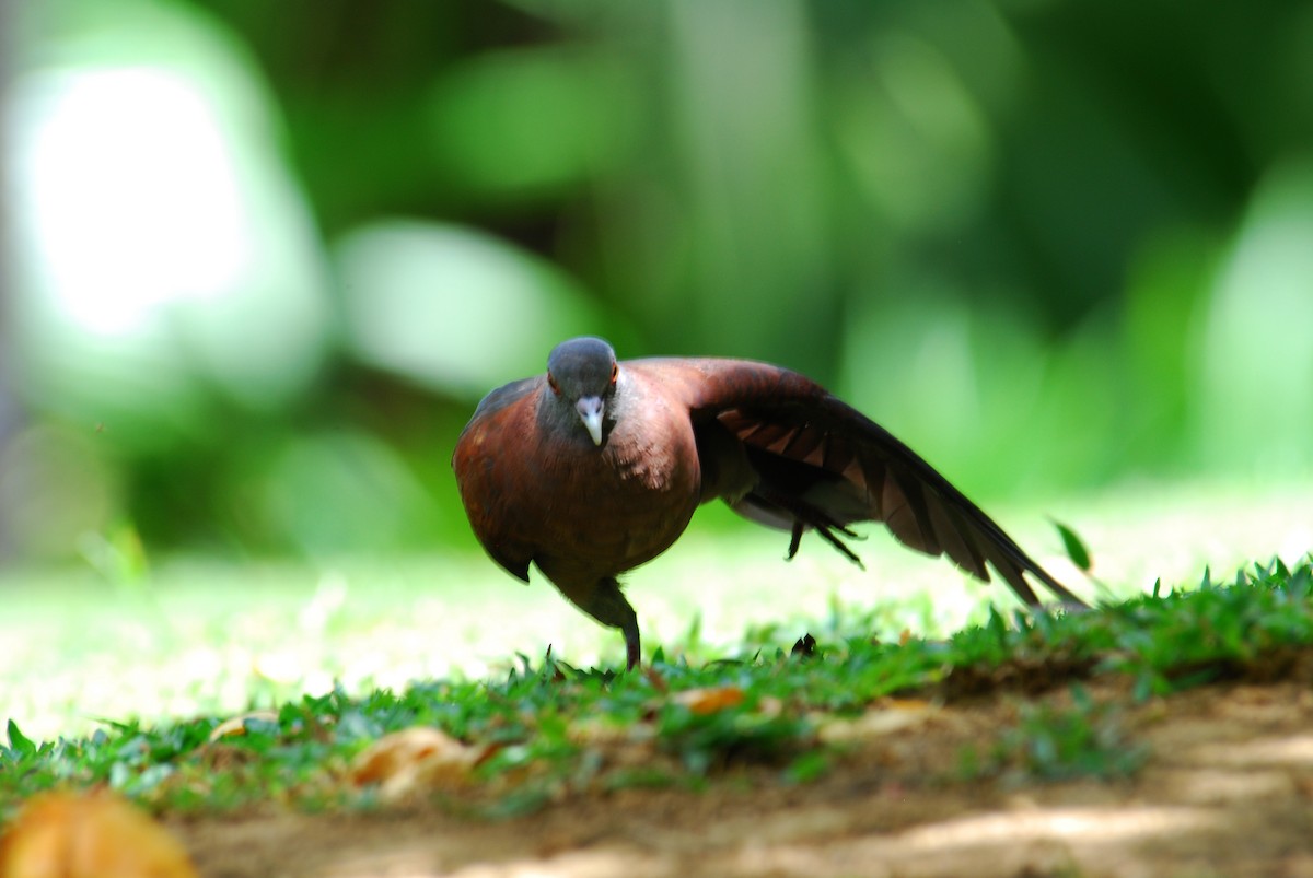 Malagasy Turtle-Dove - ML217990611