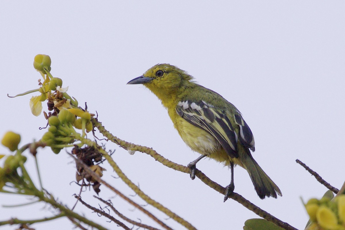 Common Iora - ML217990651