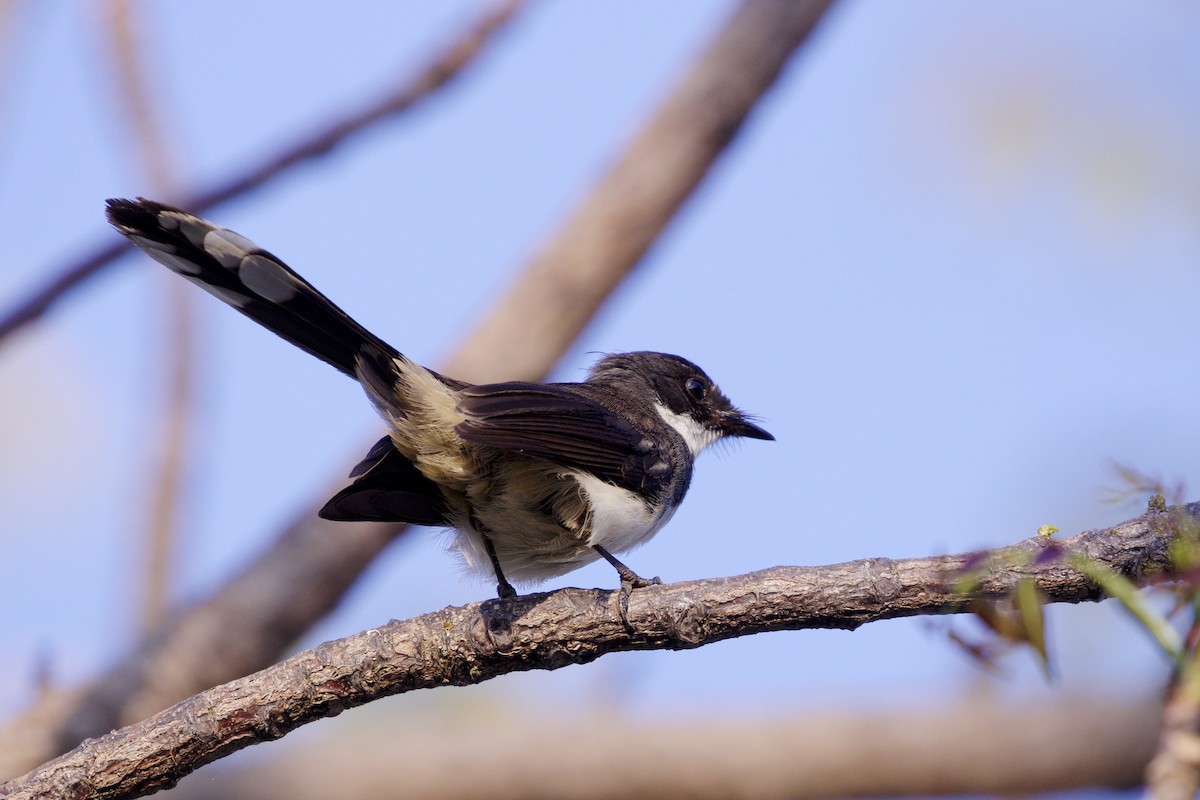 Malaysian Pied-Fantail - ML217990921