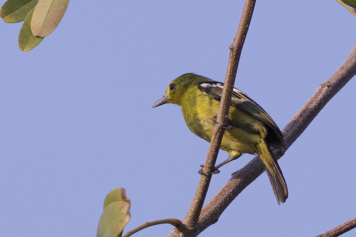 Common Iora - ML217990941