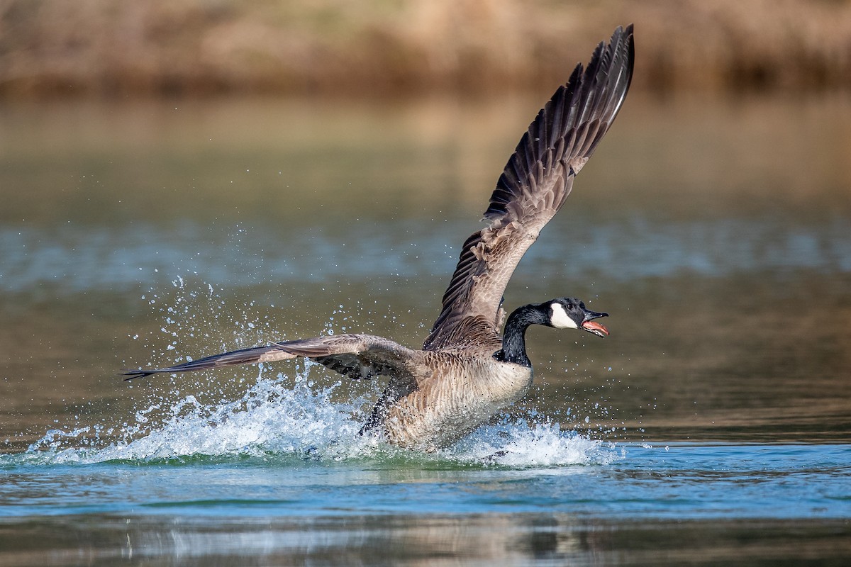 Canada Goose - ML217991171