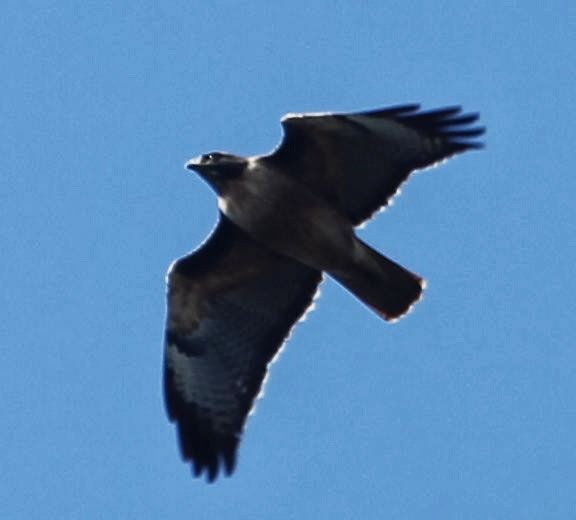 Red-tailed Hawk - ML21799211