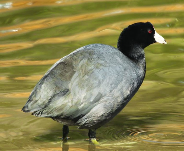 American Coot (Red-shielded) - ML21799221