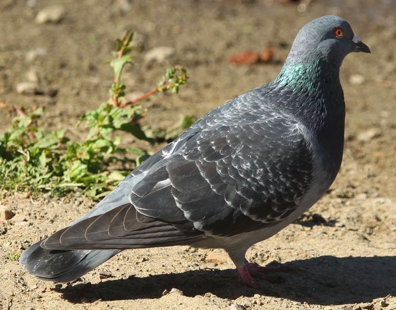 Rock Pigeon (Feral Pigeon) - ML21799241