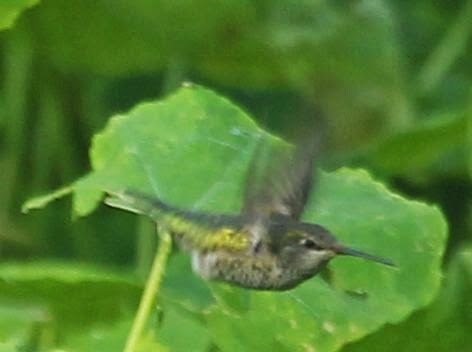 Anna's Hummingbird - ML21799251