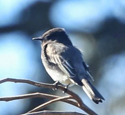 Black Phoebe - ML21799261