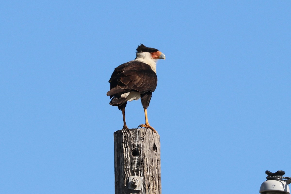 Caracara huppé (cheriway) - ML217992691