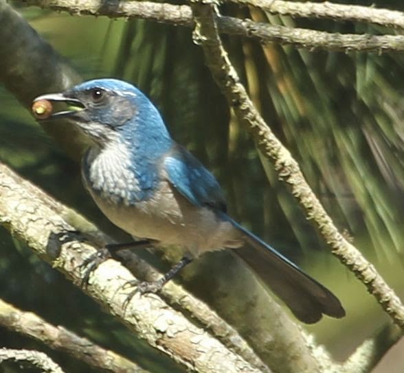 California Scrub-Jay - ML21799281