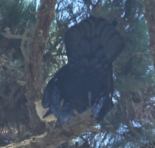 Common Raven - ML21799291