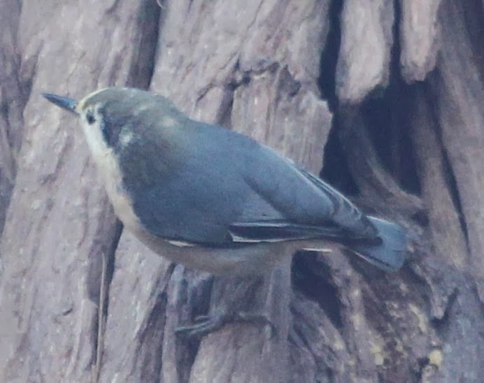 Pygmy Nuthatch - ML21799301