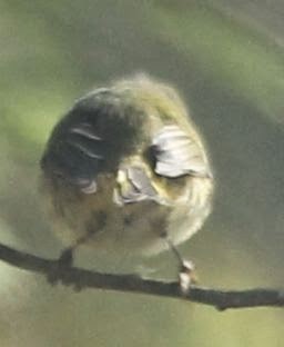 Ruby-crowned Kinglet - ML21799321