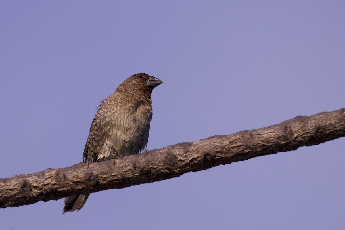 Scaly-breasted Munia - ML217993271