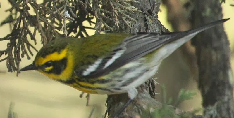 Townsend's Warbler - ML21799341