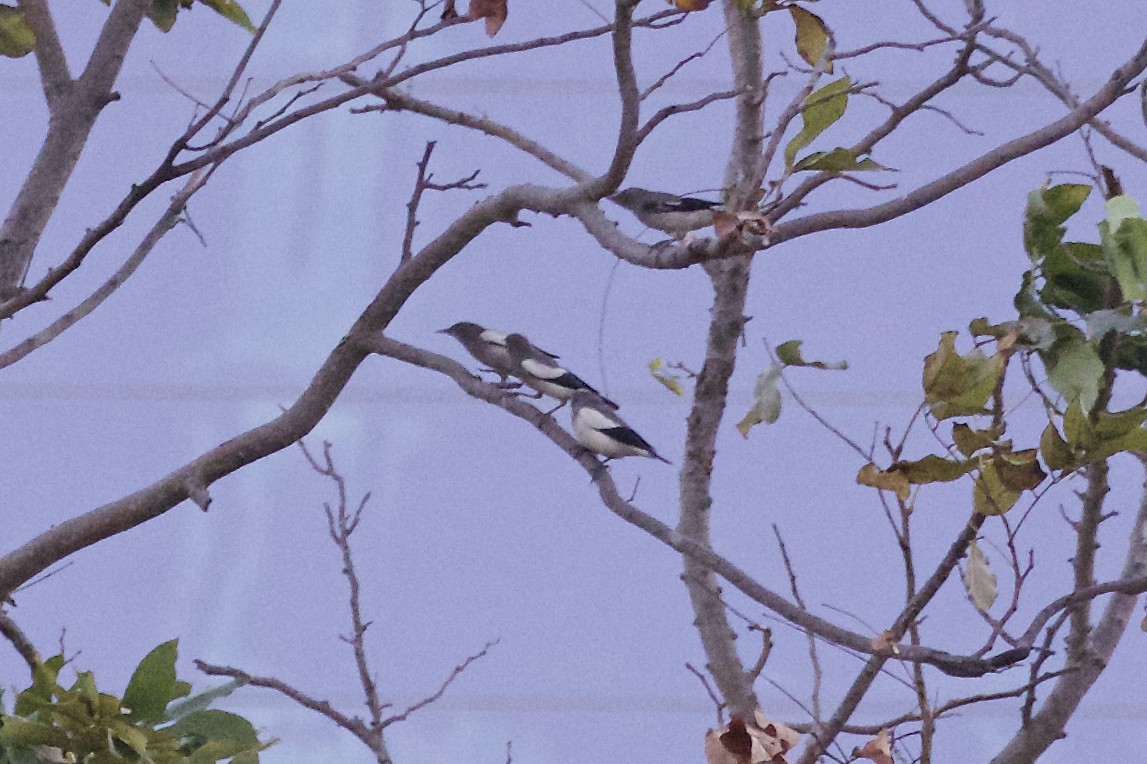 White-shouldered Starling - ML217993481