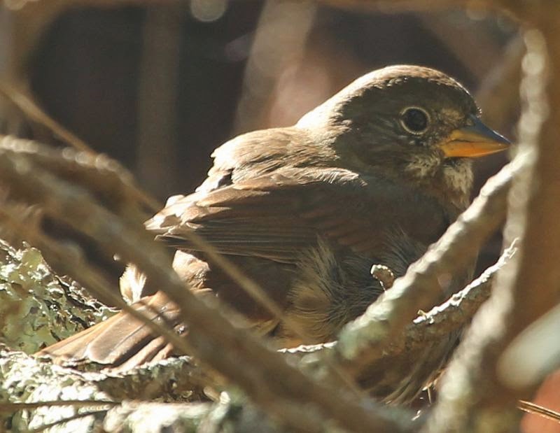 Fox Sparrow (Sooty) - ML21799351