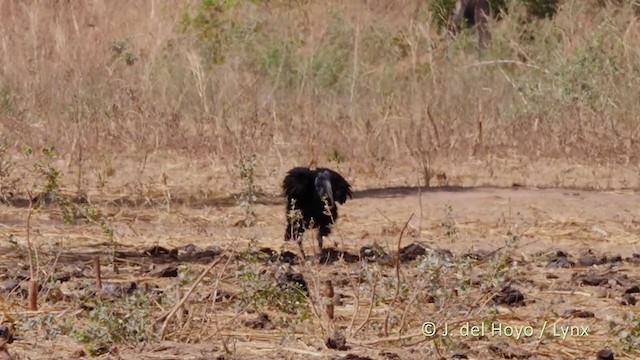 Abyssinian Ground-Hornbill - ML217993721