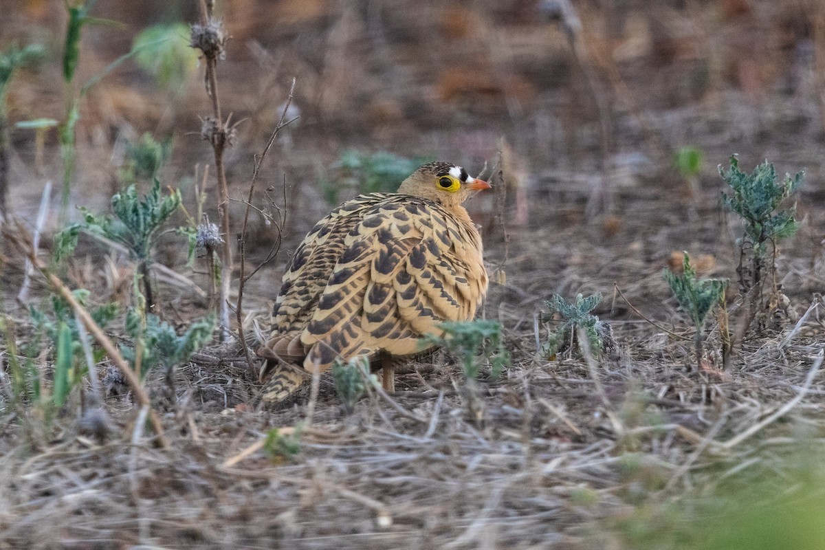 Four-banded Sandgrouse - ML217993731