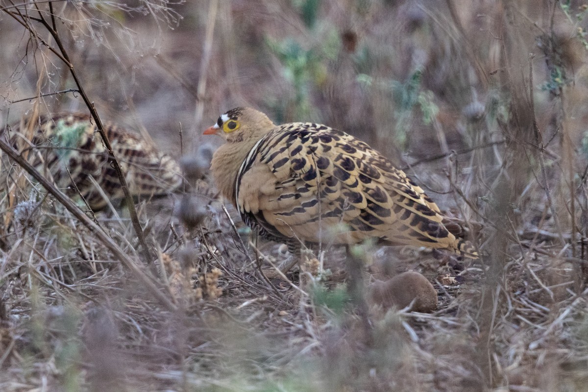 Four-banded Sandgrouse - Stefan Hirsch