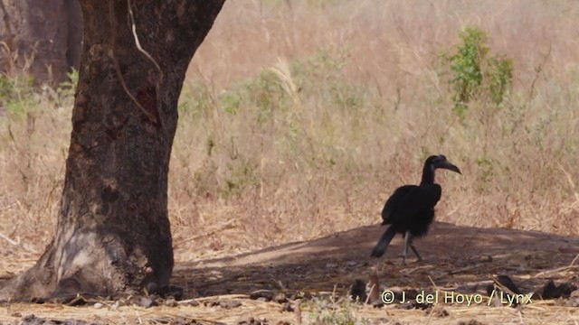 Abyssinian Ground-Hornbill - ML217993771