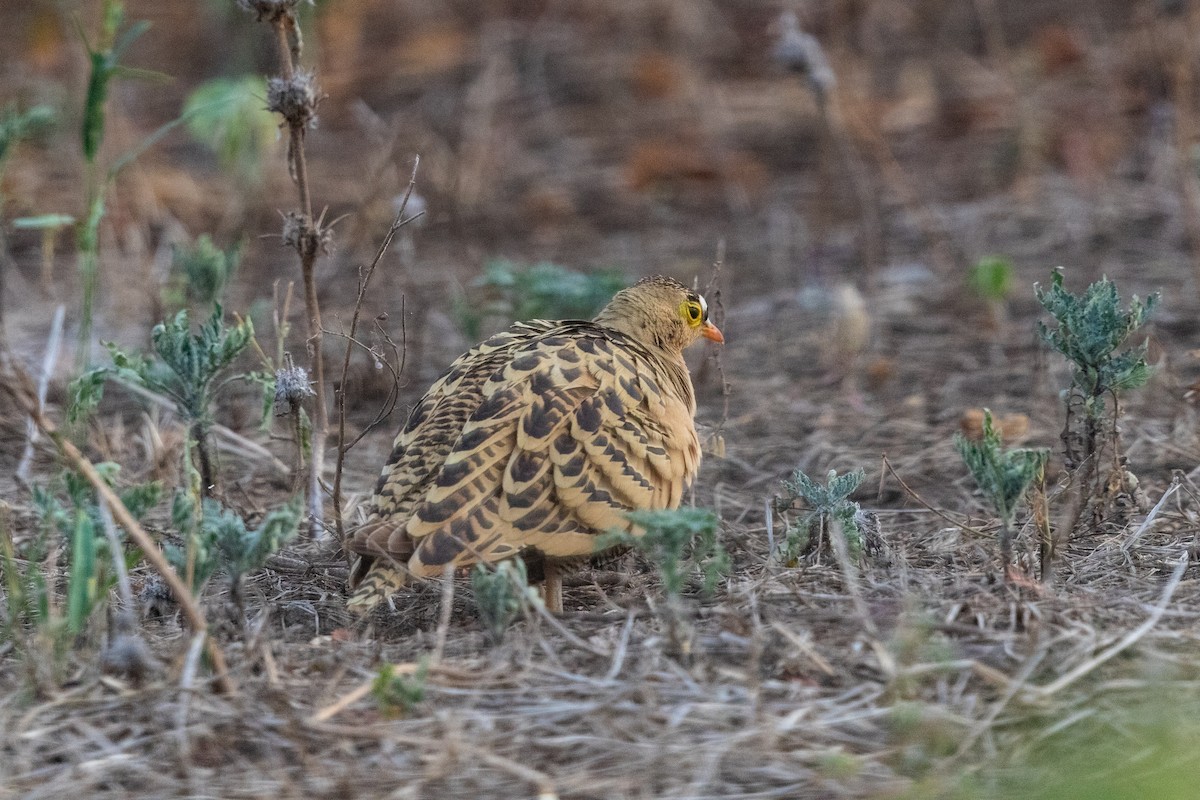 Four-banded Sandgrouse - ML217993801