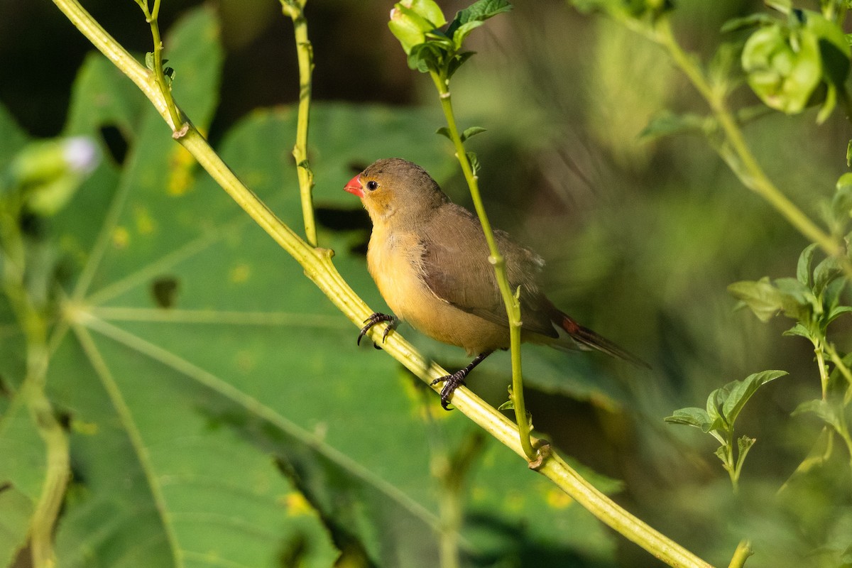 Fawn-breasted Waxbill (Abyssinian) - ML217993821