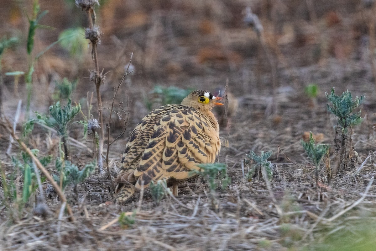 Four-banded Sandgrouse - ML217993841