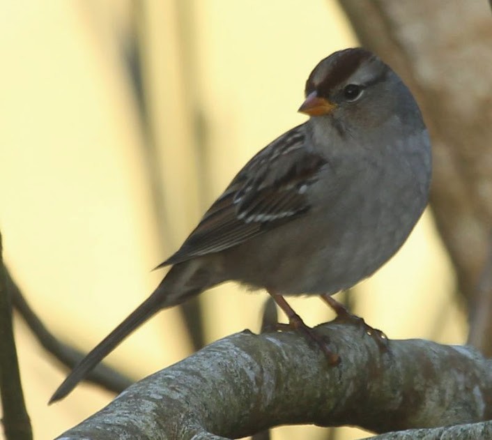 White-crowned Sparrow - ML21799391