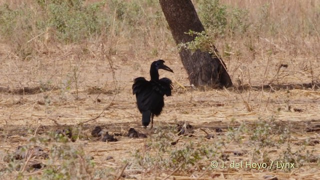 Abyssinian Ground-Hornbill - ML217993911