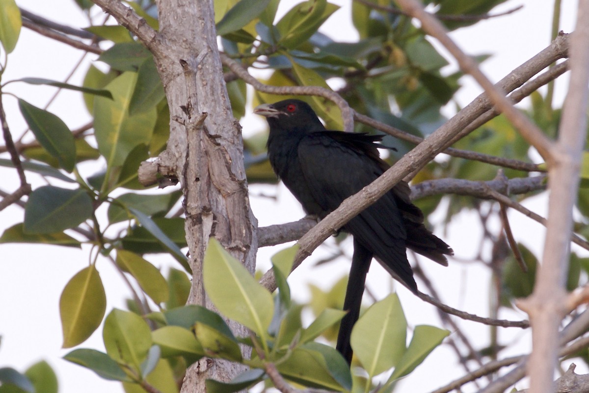 Asian Koel - ML217993991