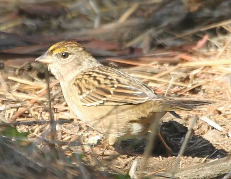 Golden-crowned Sparrow - ML21799401