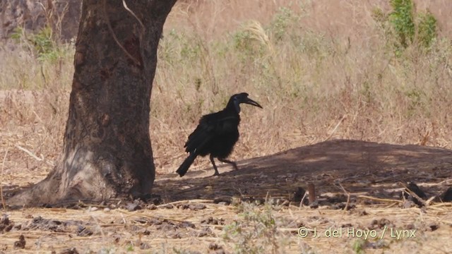 Abyssinian Ground-Hornbill - ML217994051