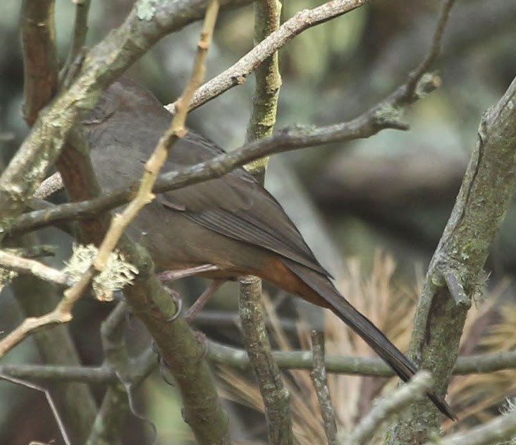 California Towhee - ML21799411