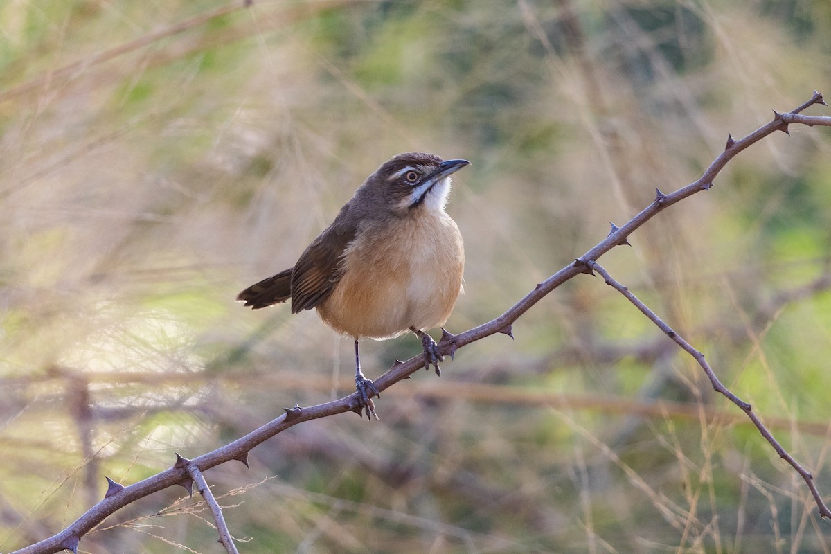 Moustached Grass-Warbler - Stefan Hirsch