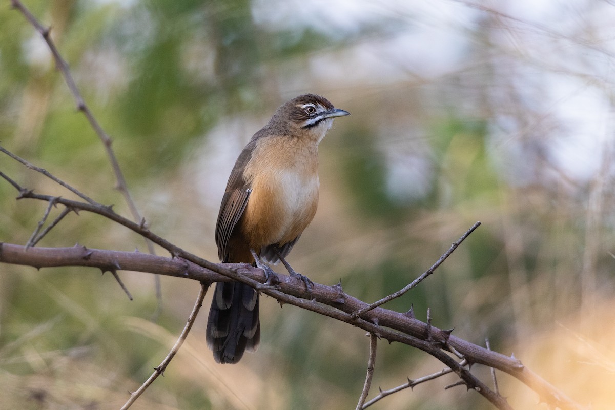 Moustached Grass-Warbler - Stefan Hirsch