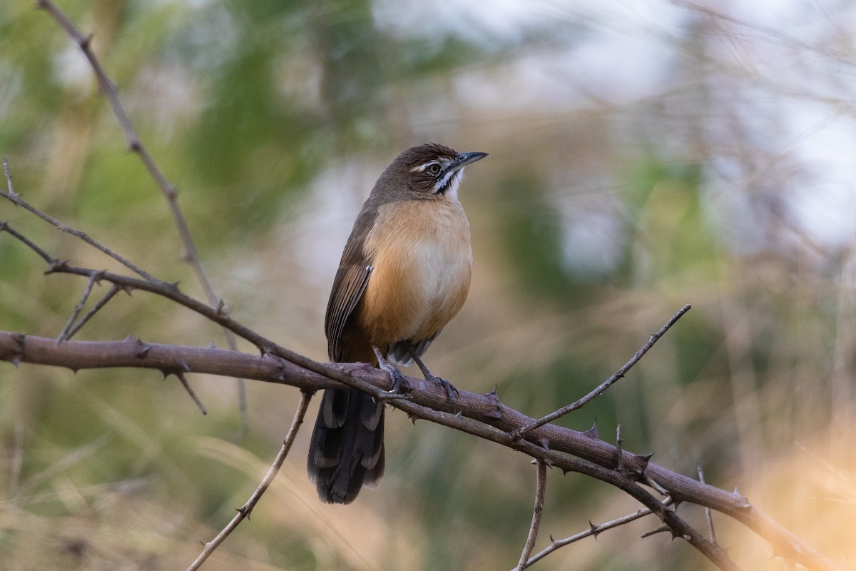 Moustached Grass-Warbler - ML217994251