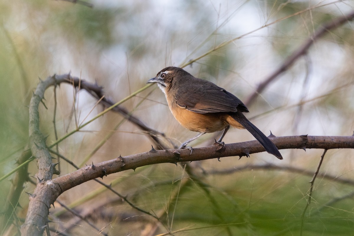 Moustached Grass-Warbler - Stefan Hirsch