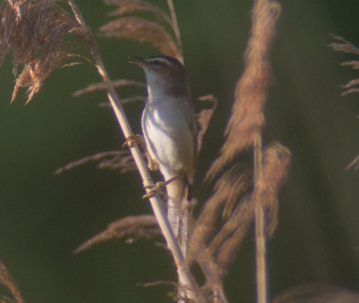 Sedge Warbler - ML217994291