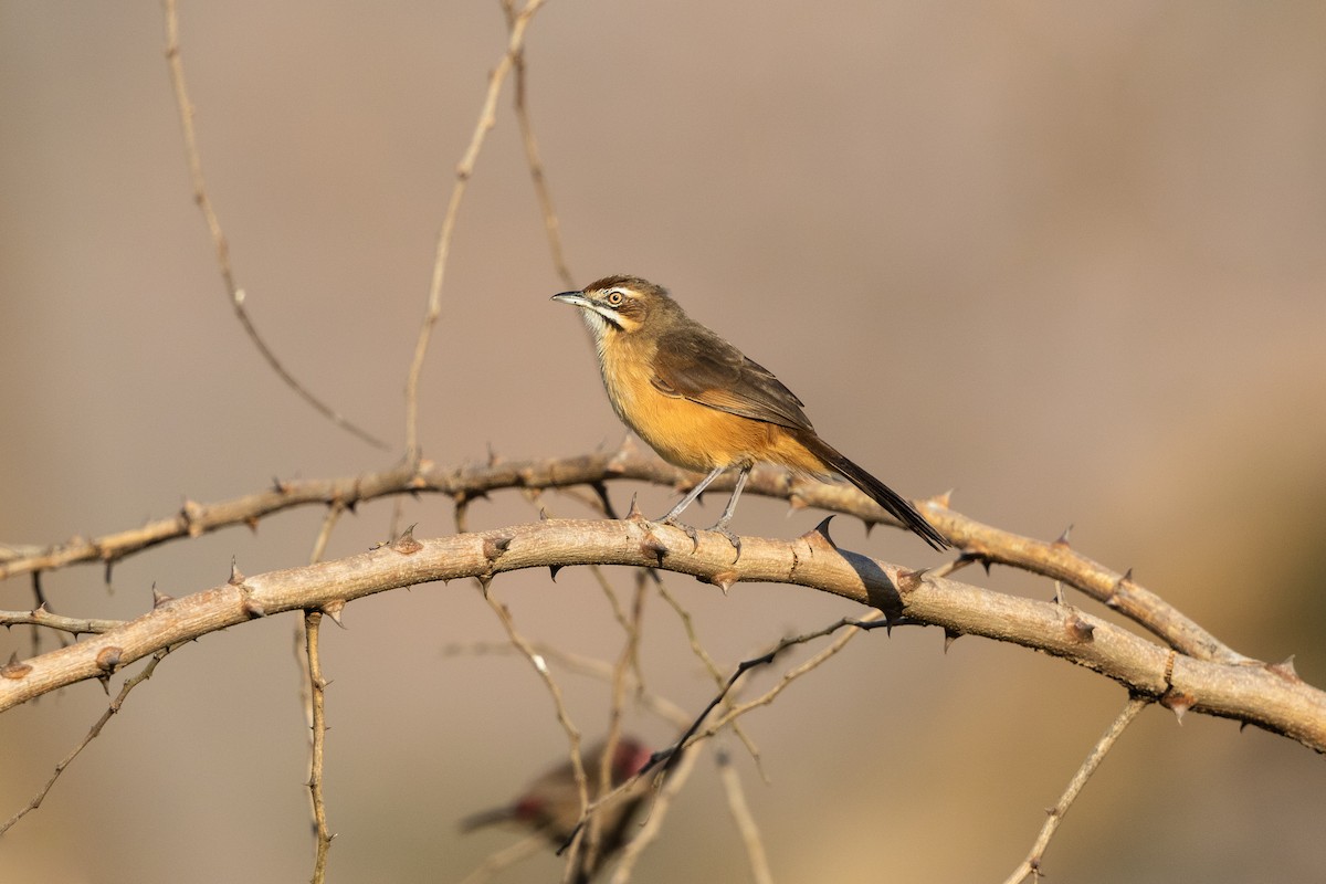 Yerbera Bigotuda - ML217994301